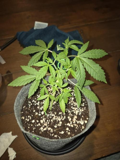 North eu outdoor photo grow. Week 3 - May 7