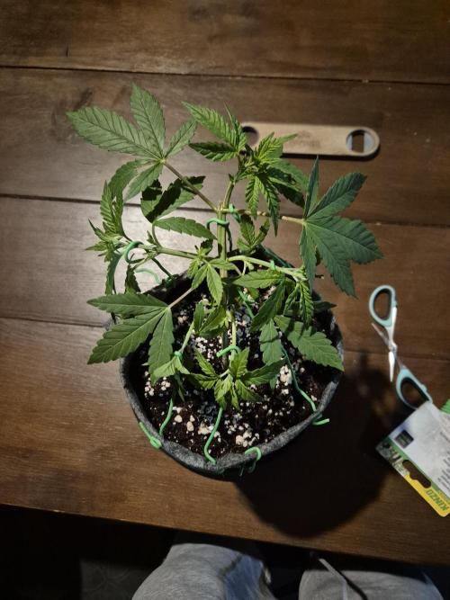 North eu outdoor photo grow. Week 3 - May 11