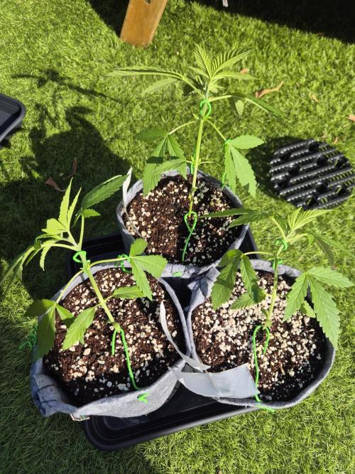 North eu outdoor photo grow. Week 3 - May 11