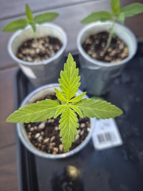 North eu outdoor photo grow. Week 2 - April 29