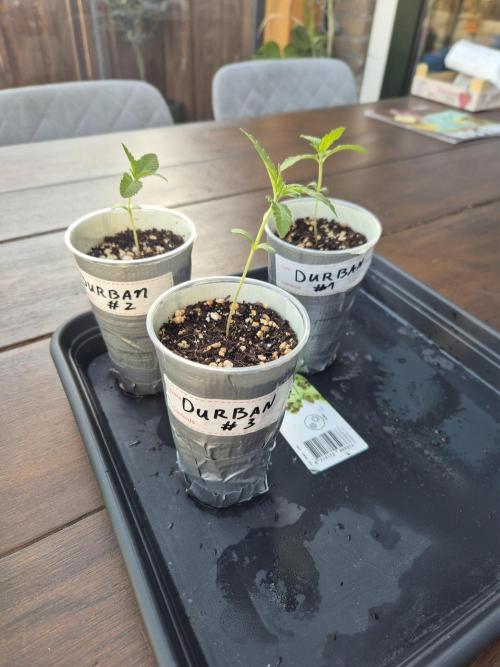 North eu outdoor photo grow. Week 2 - April 29