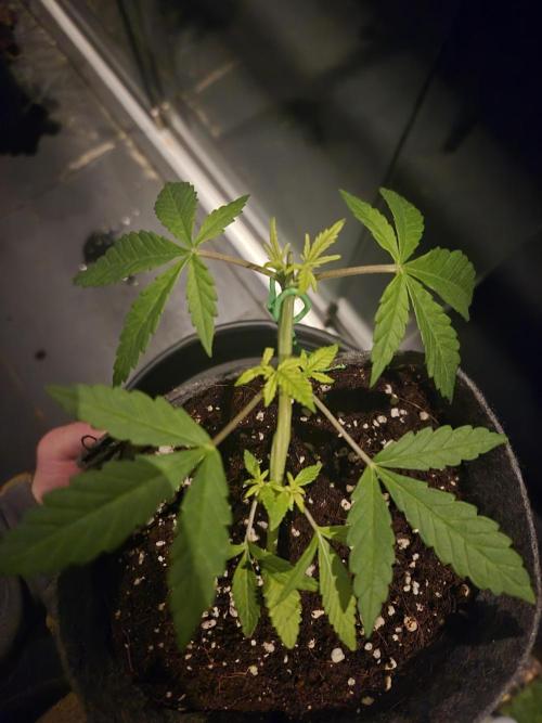 North eu outdoor photo grow. Week 2 - May 2