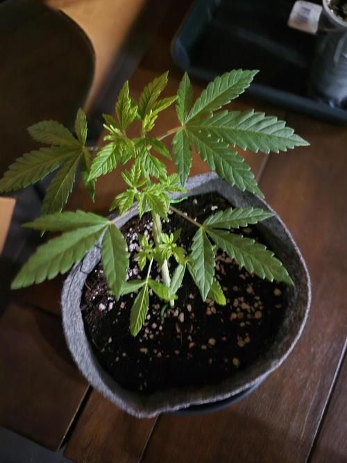 North eu outdoor photo grow. Week 2 - May 4
