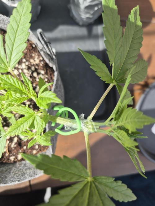 North eu outdoor photo grow. Week 2 - May 5