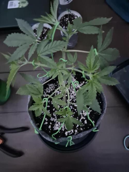 North eu outdoor photo grow. Week 4 - May 13