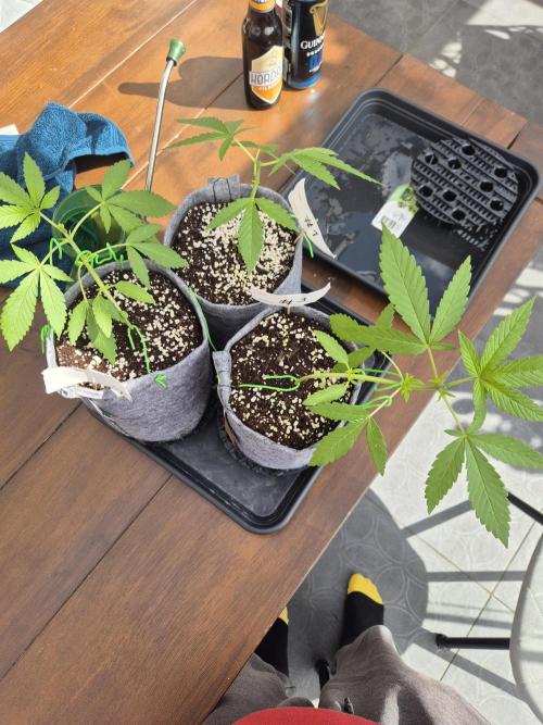 North eu outdoor photo grow. Week 4 - May 14
