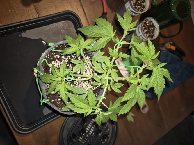 North eu outdoor photo grow. Week 4 - May 16