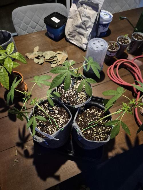 North eu outdoor photo grow. Week 4 - May 16