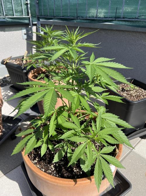 Outdoor 2026. Week 5 - Strawberry gorilla auto