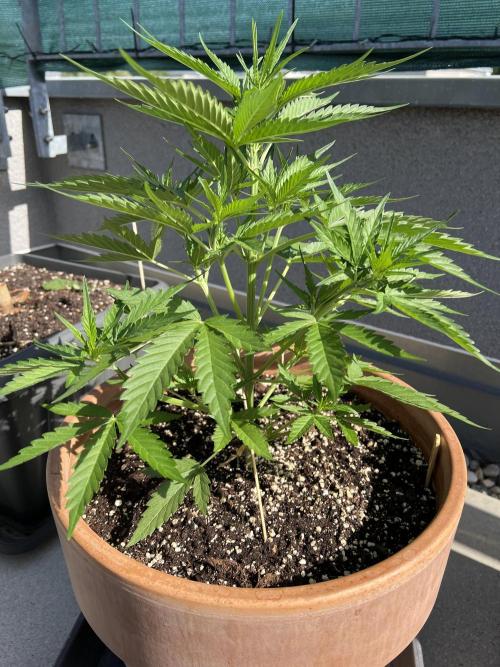 Outdoor 2026. Week 5 - Gorilla cookie