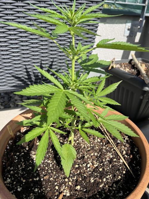 Outdoor 2026. Week 5 - Mango frost