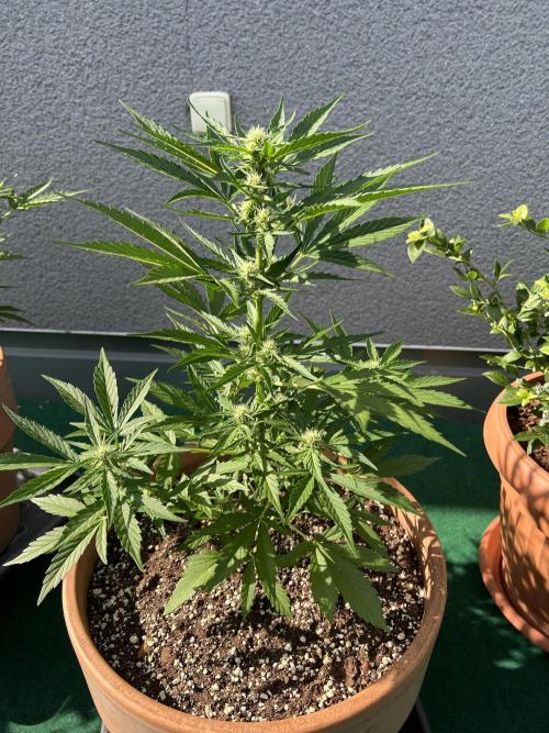 Outdoor 2026. Week 6 - Mango frost-week 6 