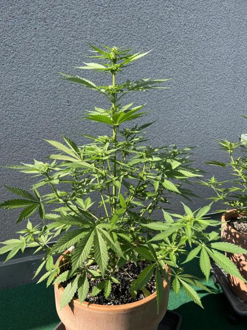 Outdoor 2026. Week 6 - Gorilla cookie week 6