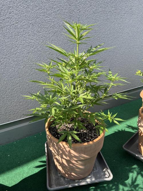 Outdoor 2026. Week 6 - Strawberrie gorilla 
