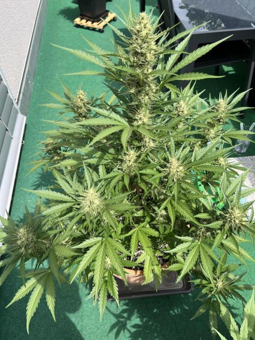 Outdoor 2026. Week 9 - Gorilla cookie 