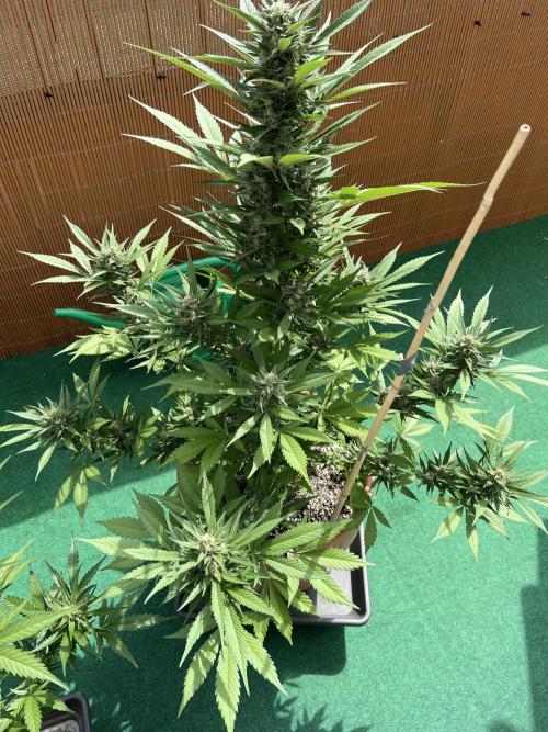 Outdoor 2026. Week 9 - Strawberry gorilla 