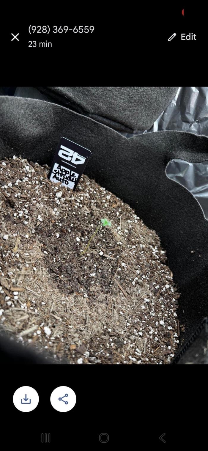 BrannBrittschatgbtgrow. Week 0