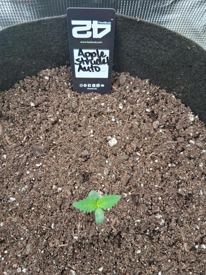 BrannBrittschatgbtgrow. Week 1 - May 30