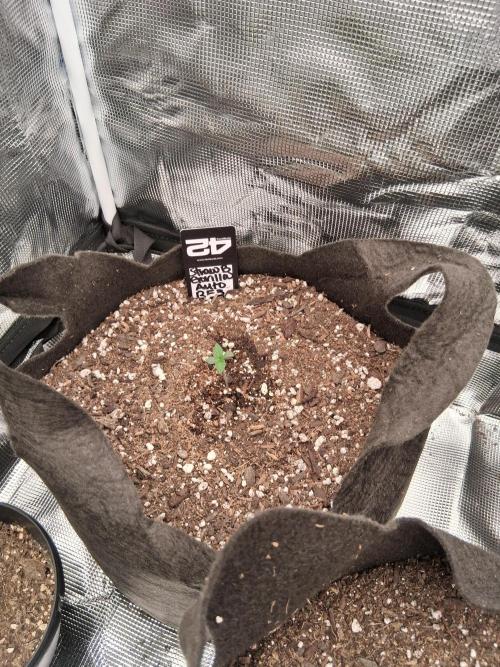 BrannBrittschatgbtgrow. Week 2