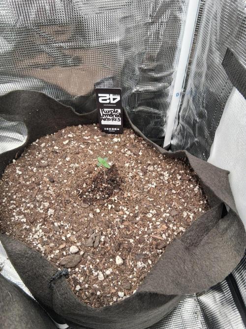 BrannBrittschatgbtgrow. Week 2
