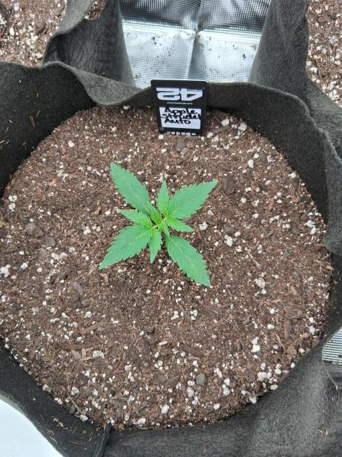 BrannBrittschatgbtgrow. Week 2