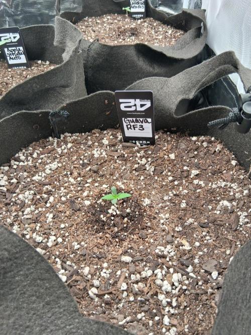 BrannBrittschatgbtgrow. Week 2
