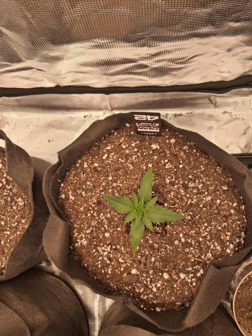 BrannBrittschatgbtgrow. Week 3