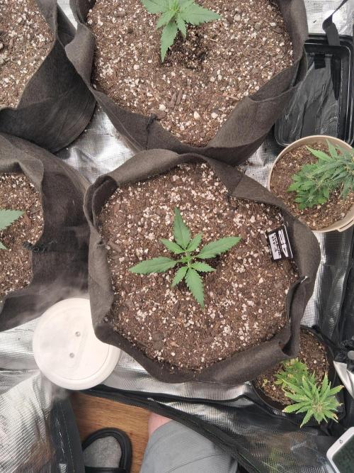 BrannBrittschatgbtgrow. Week 3