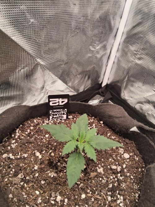 BrannBrittschatgbtgrow. Week 3