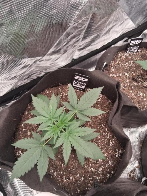 BrannBrittschatgbtgrow. Week 3