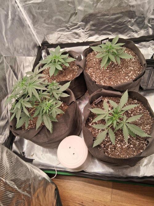 BrannBrittschatgbtgrow. Week 4