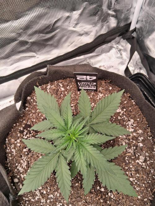 BrannBrittschatgbtgrow. Week 4