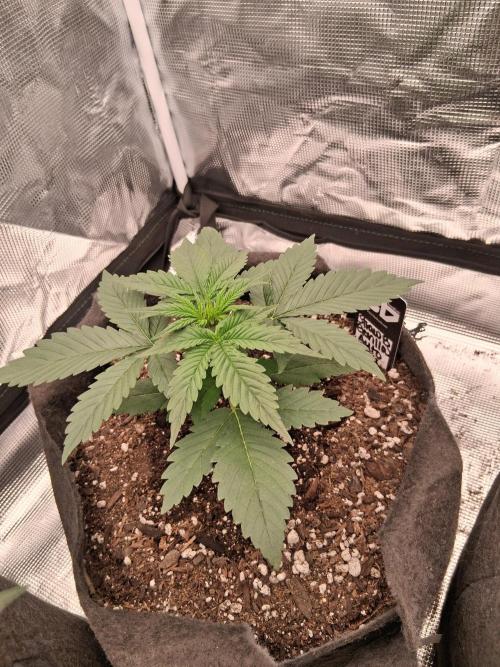 BrannBrittschatgbtgrow. Week 4