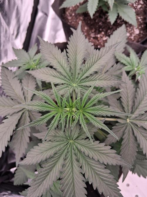BrannBrittschatgbtgrow. Week 4