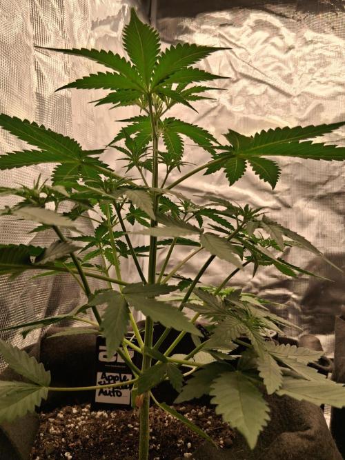 BrannBrittschatgbtgrow. Week 4