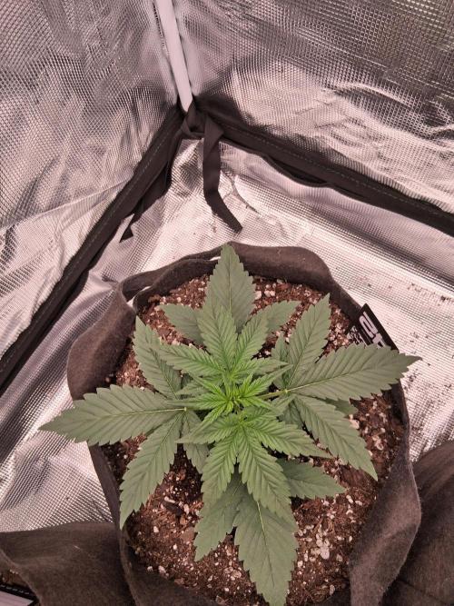 BrannBrittschatgbtgrow. Week 4