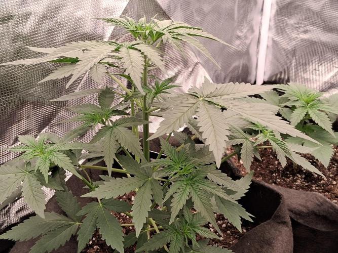 BrannBrittschatgbtgrow. Week 4