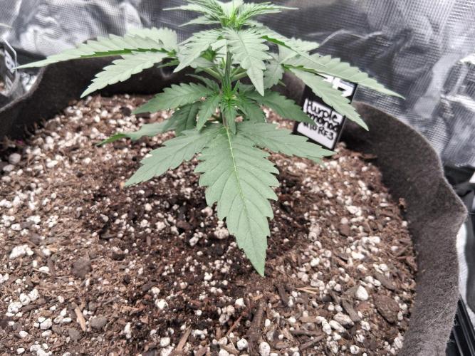 BrannBrittschatgbtgrow. Week 4