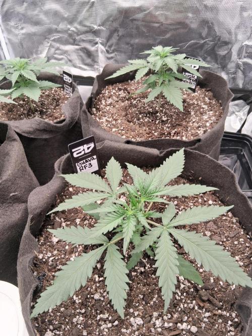 BrannBrittschatgbtgrow. Week 4