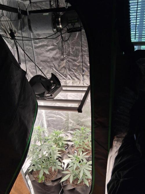 BrannBrittschatgbtgrow. Week 5