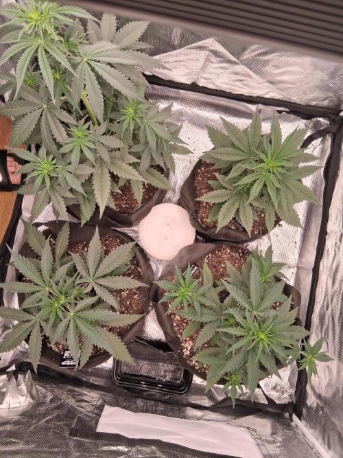 BrannBrittschatgbtgrow. Week 5