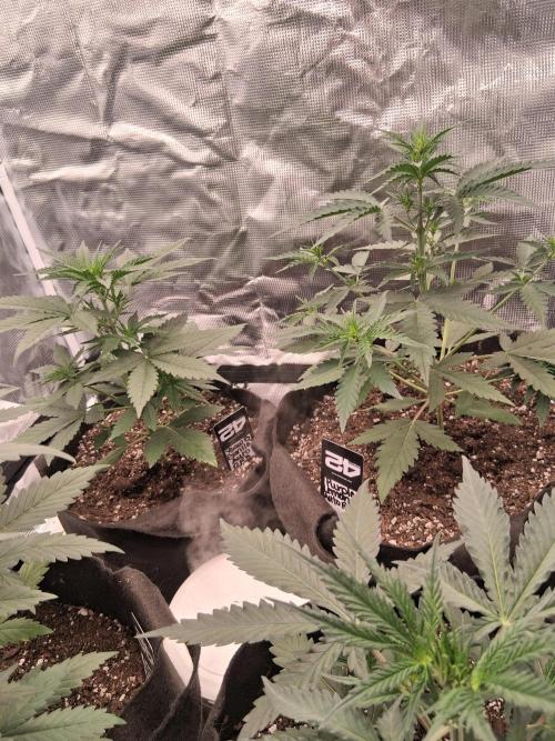 BrannBrittschatgbtgrow. Week 5