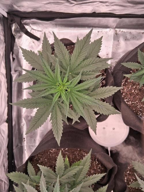 BrannBrittschatgbtgrow. Week 5