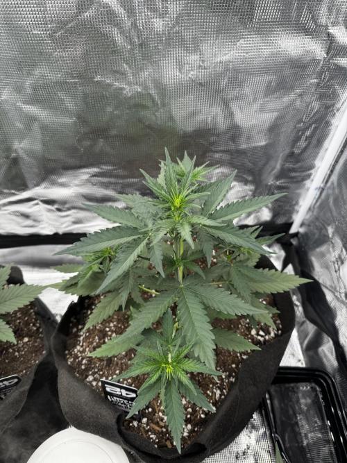 BrannBrittschatgbtgrow. Week 5