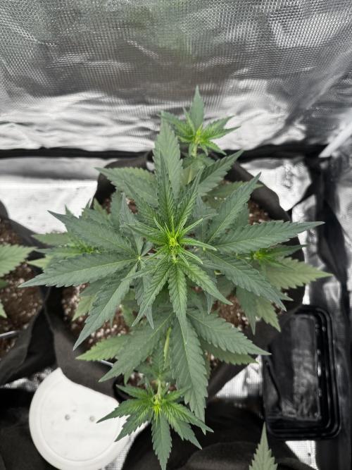 BrannBrittschatgbtgrow. Week 5