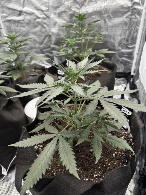 BrannBrittschatgbtgrow. Week 5