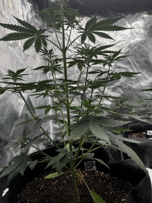 BrannBrittschatgbtgrow. Week 5