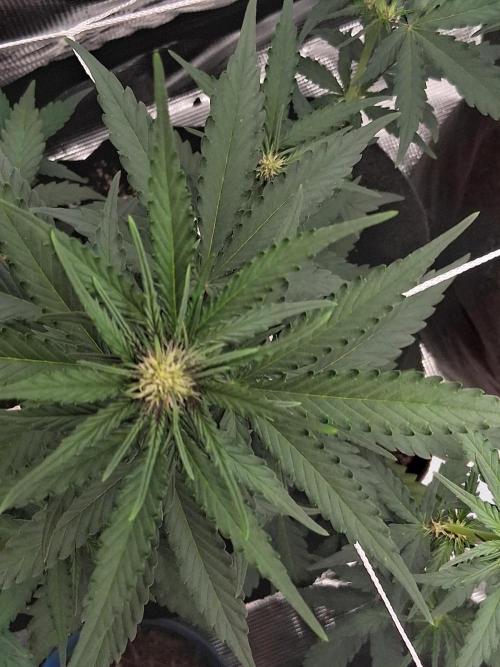 BrannBrittschatgbtgrow. Week 6