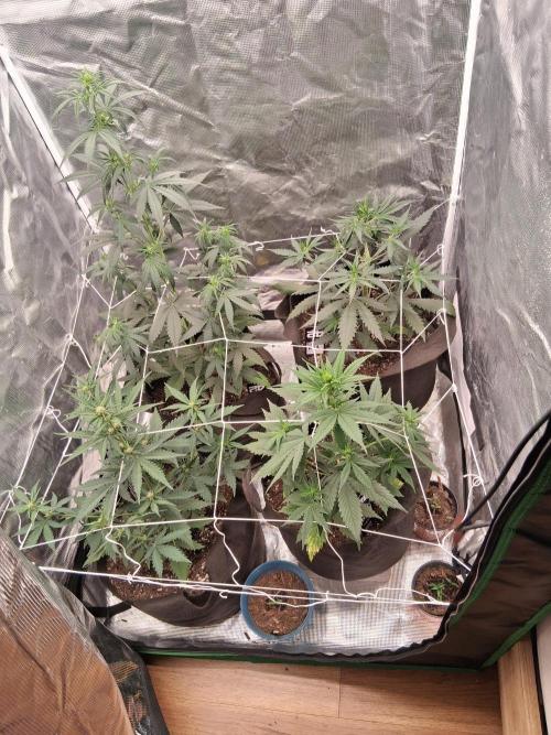 BrannBrittschatgbtgrow. Week 6