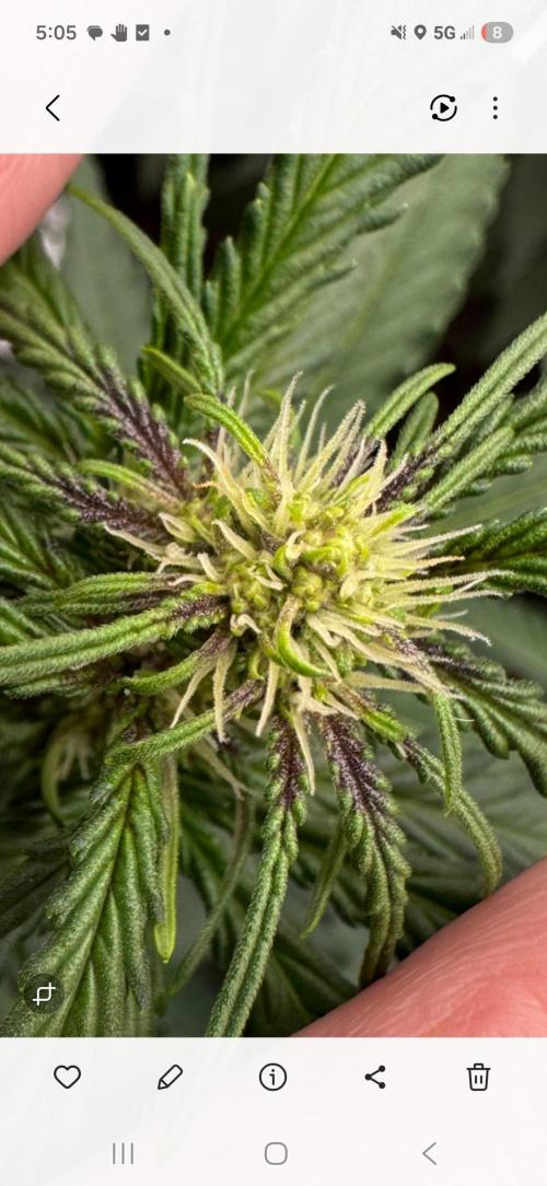BrannBrittschatgbtgrow. Week 6